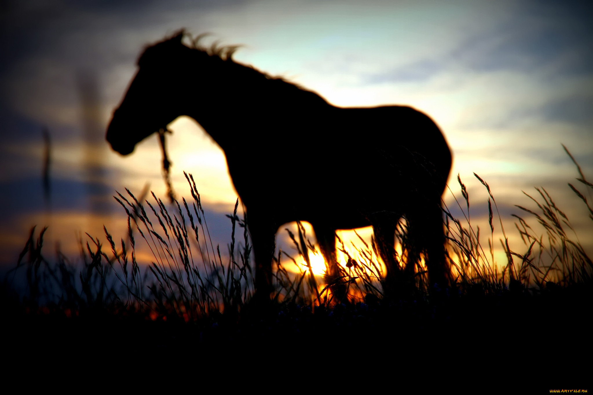Коня споем. Лошадь в поле. Картинки на рабочий стол лошади. Одинокая лошадь.